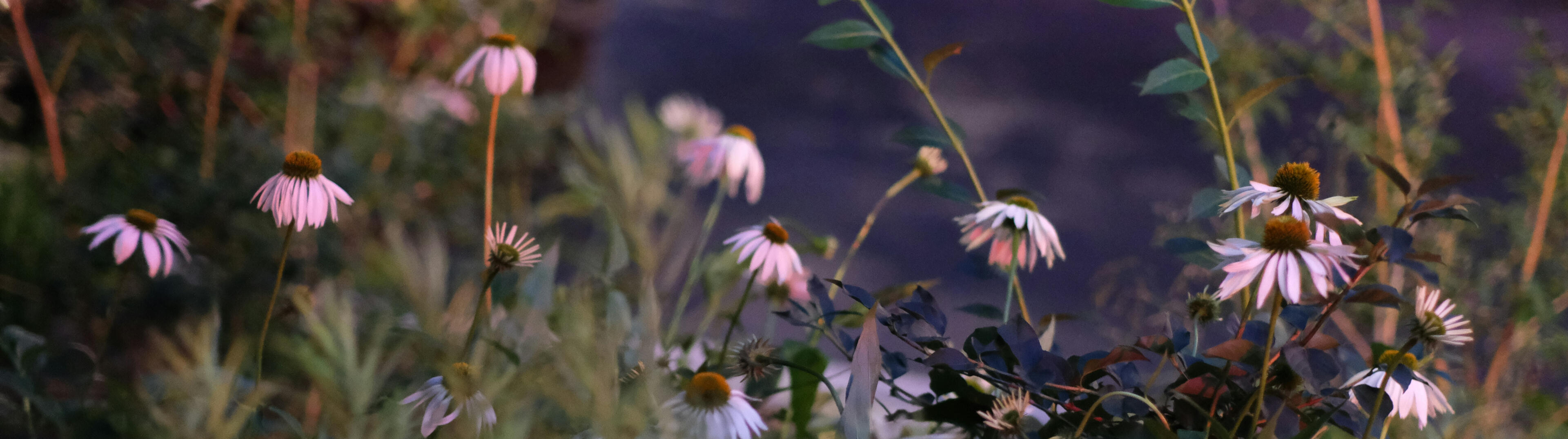 Artemisia Obi Clinical Chinese herbalist sits in her clinic tending to patients