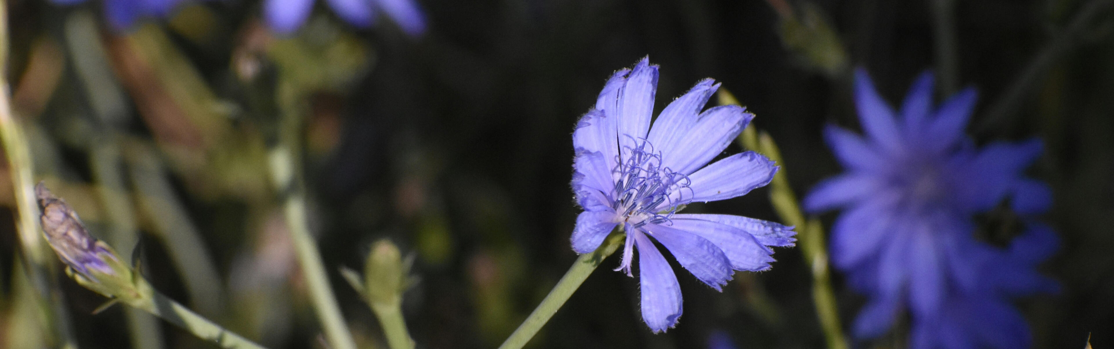 Artemisia Obi Clinical Chinese herbalist sits in her clinic tending to patients