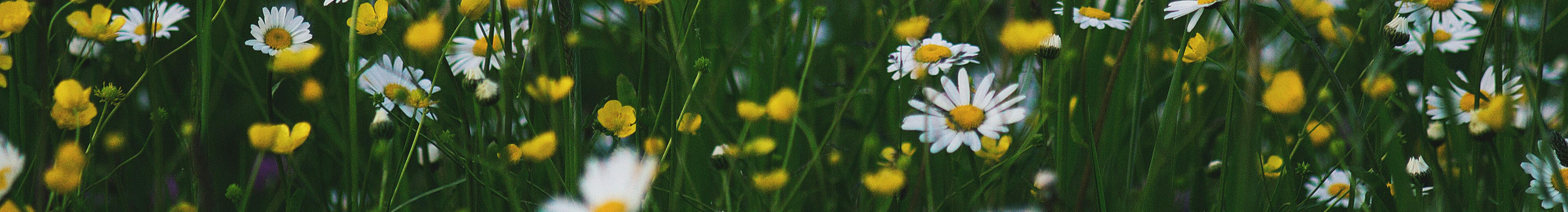 Clinical Chinese herbalist sits in her clinic tending to patients