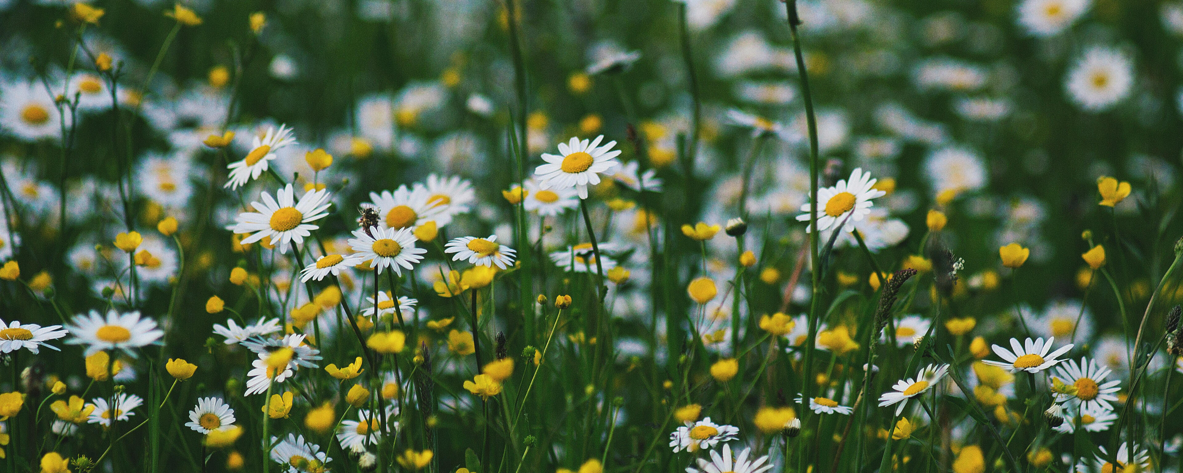 Clinical Chinese herbalist sits in her clinic tending to patients