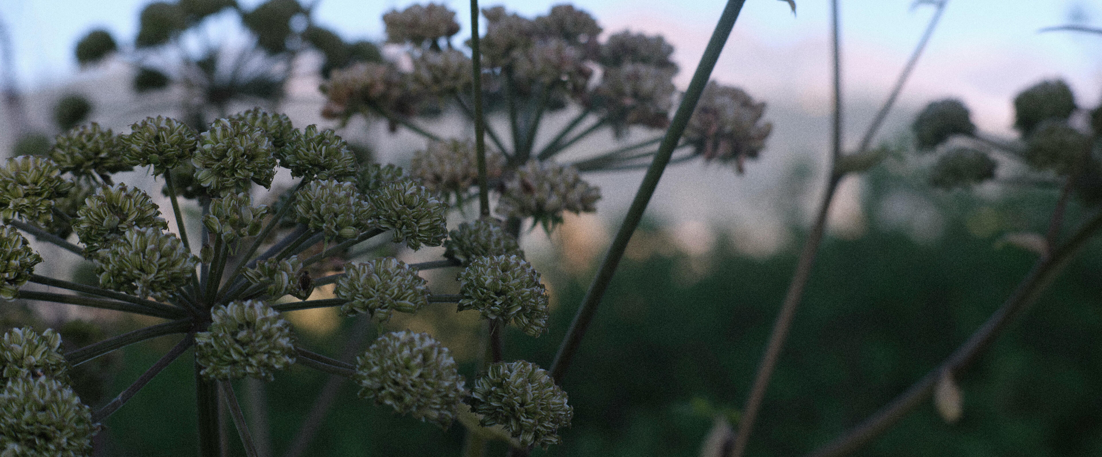 Artemisia Obi Clinical Chinese herbalist sits in her clinic tending to patients