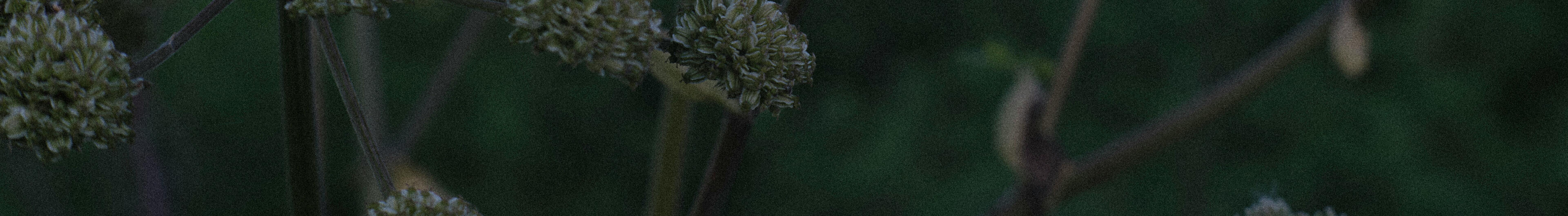 Clinical Chinese herbalist sits in her clinic tending to patients