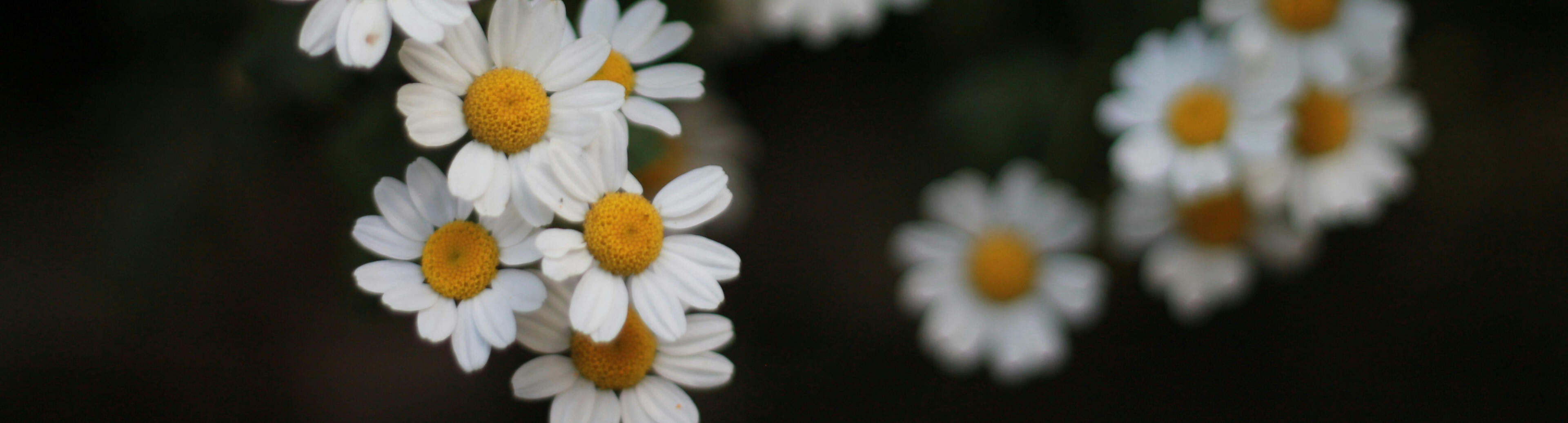 Artemisia Obi Clinical Chinese herbalist sits in her clinic tending to patients