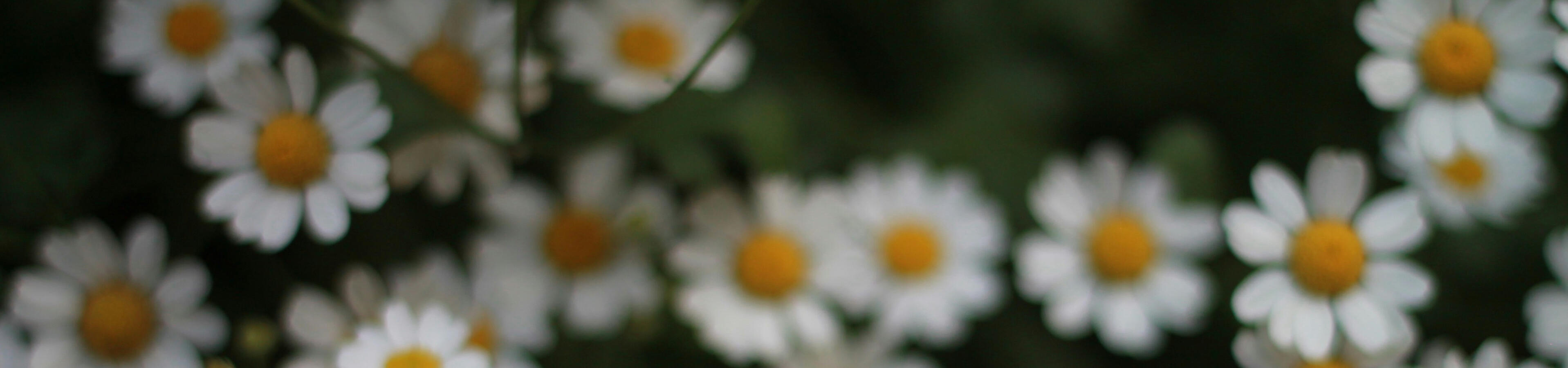 Clinical Chinese herbalist sits in her clinic tending to patients