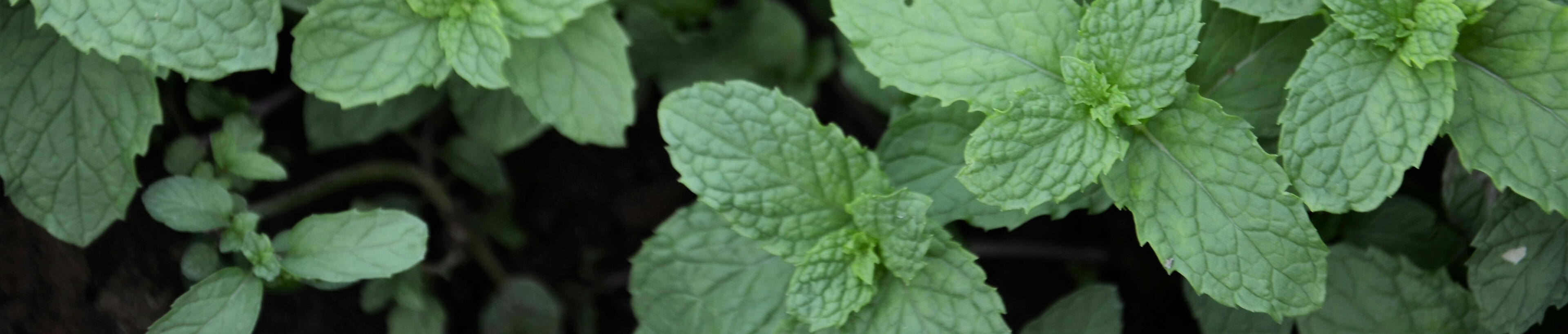 Artemisia Obi Clinical Chinese herbalist sits in her clinic tending to patients
