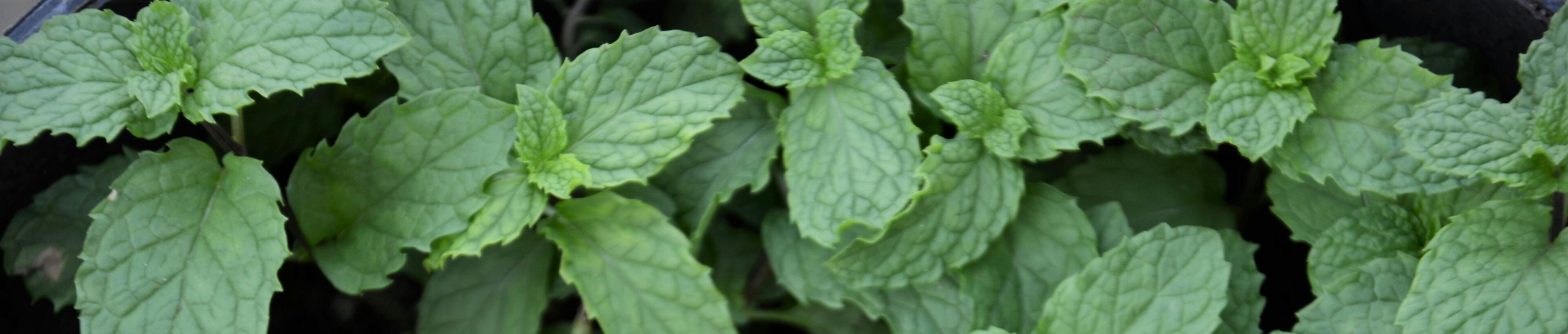 Clinical Chinese herbalist sits in her clinic tending to patients